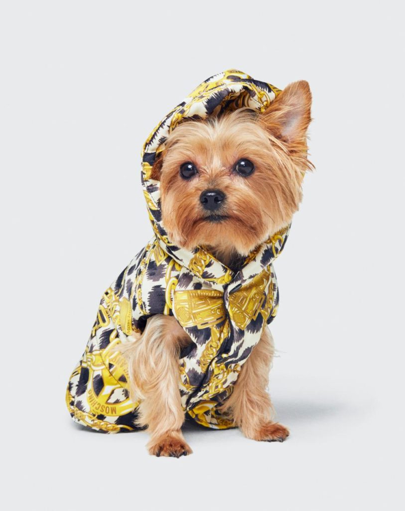 Réjouissez-vous amis canins, avant le lancement de sa collection capsule Moschino x H&M pour humains, Jeremy Scott va faire de vous des bêtes de mode.