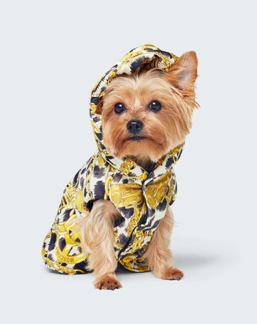 Réjouissez-vous amis canins, avant le lancement de sa collection capsule Moschino x H&M pour humains, Jeremy Scott va faire de vous des bêtes de mode.